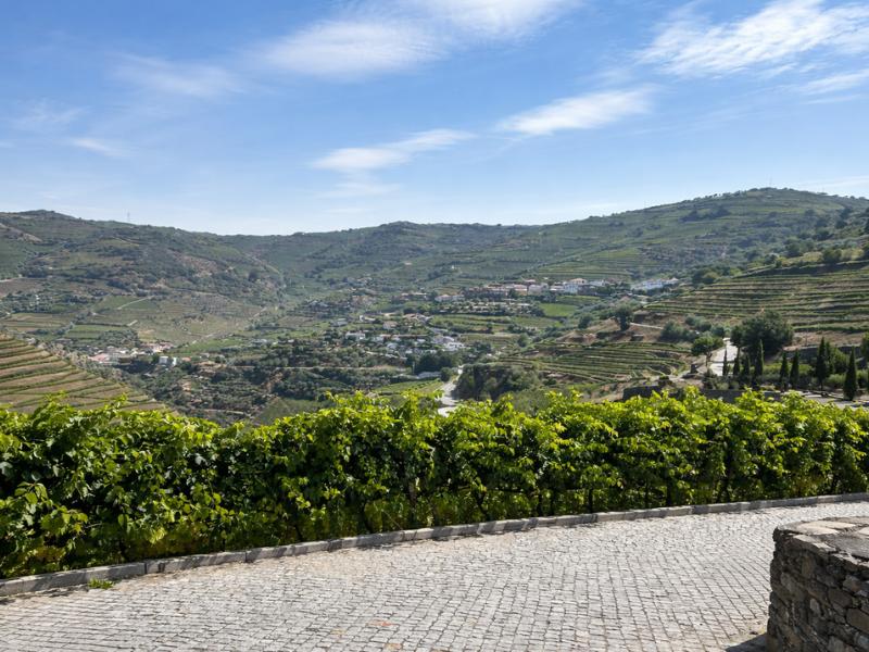 Douro Valley 3-Vineyard Tour with Wine Tastings and Lunch Included