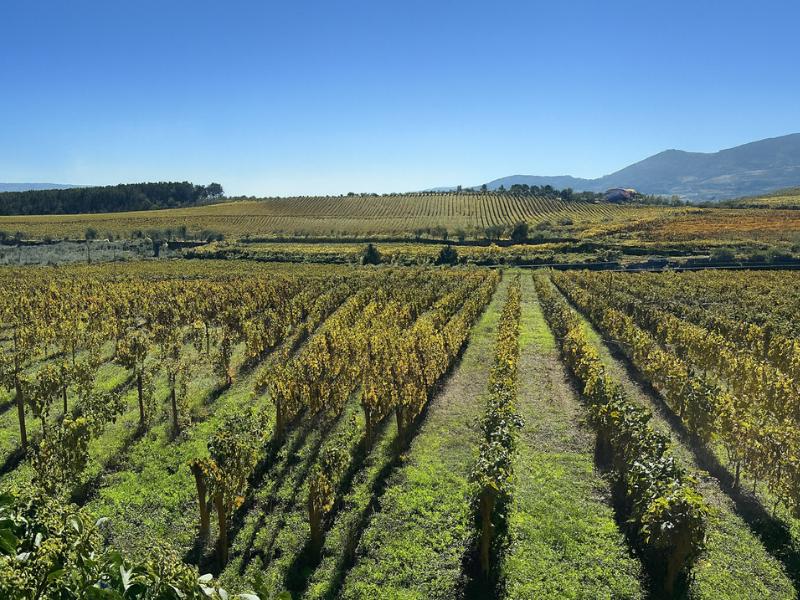 Douro Valley Full-Day Tour: Two Vineyard Tastings, Cruise & Winery Lunch photo