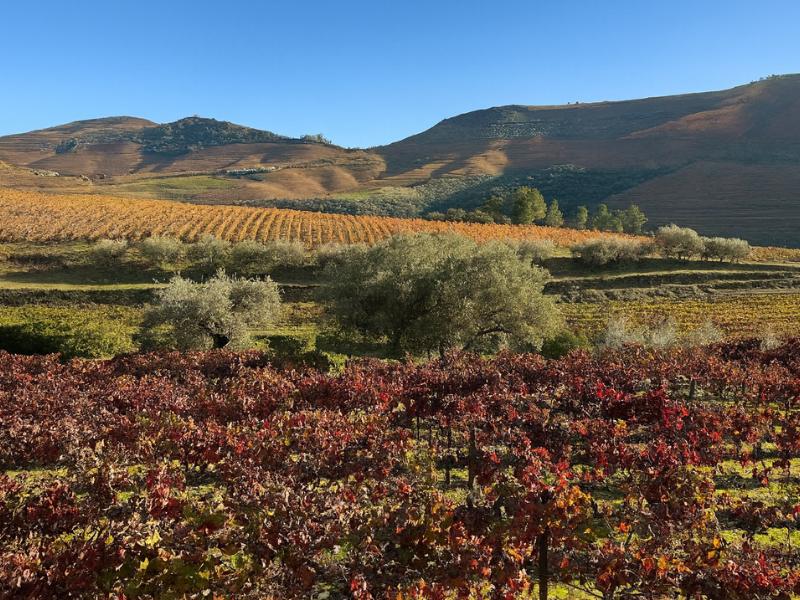 Full-Day Douro Valley Wine Tour with Lunch, Tastings & River Cruise