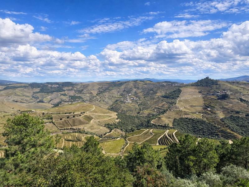 Luxury Douro Valley Day: Premium Wines, Winery Lunch + Private Boat Cruise