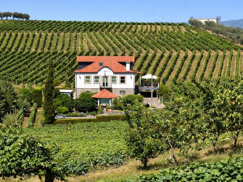 Private Douro Valley Best-of Tour – Fully Customizable Day Trip