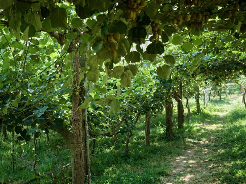 Wine & Food Pairing at Organic Vineyard in the Vinhos Verdes