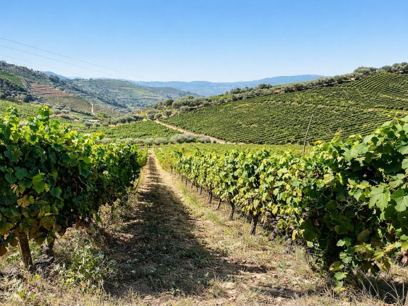 our team mission at Porto wine tour