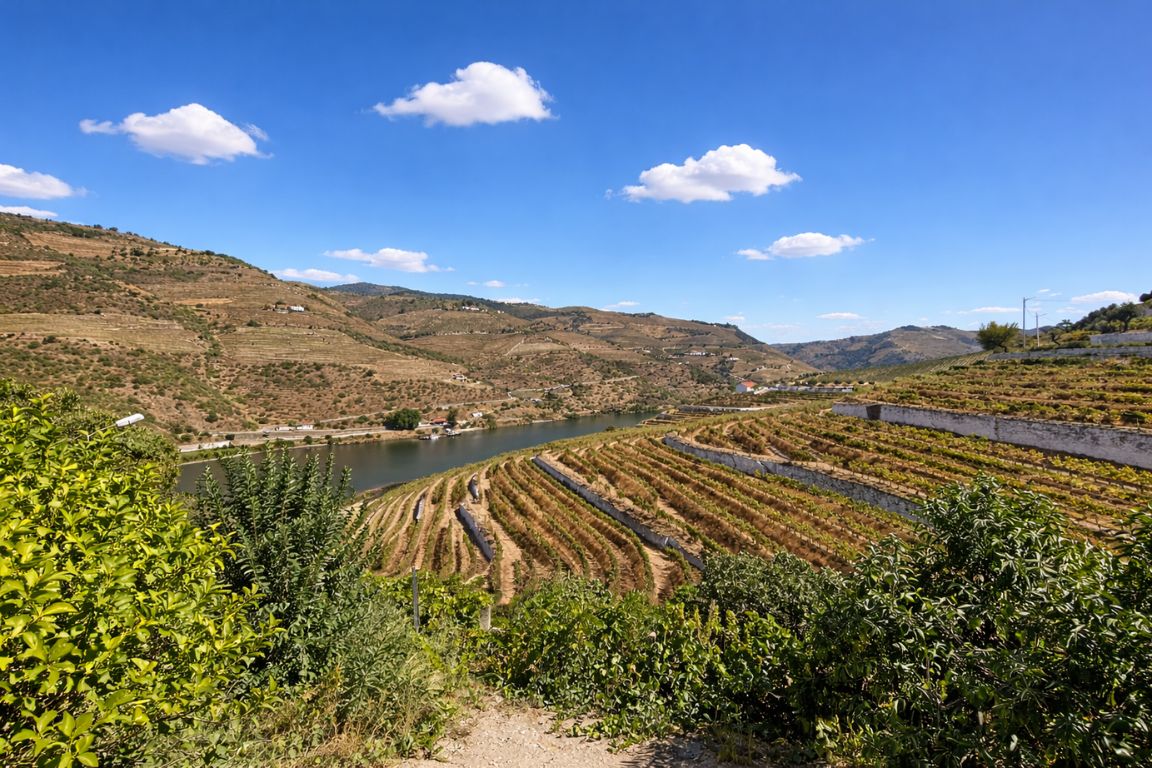 Quinta do Seixo vineyard in Douro Valley overlooking the river captured during Porto Wine Tours experience